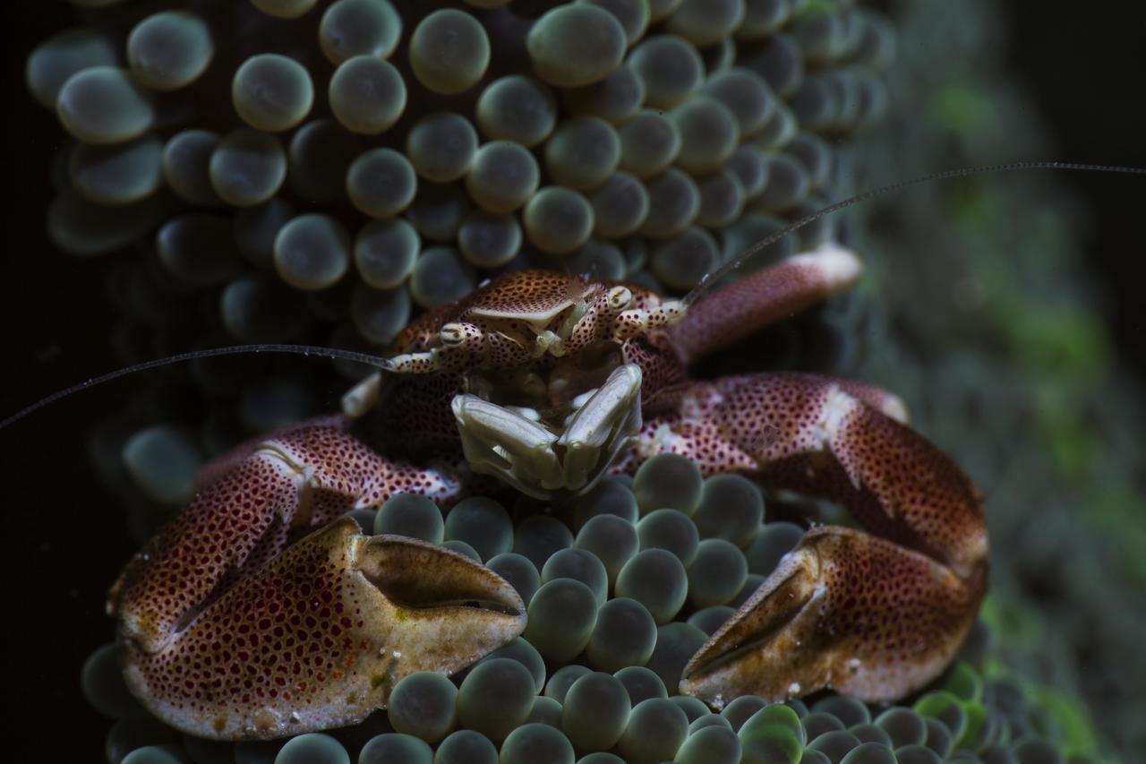 Salamangka Beach And Dive Resort サンフアン エクステリア 写真
